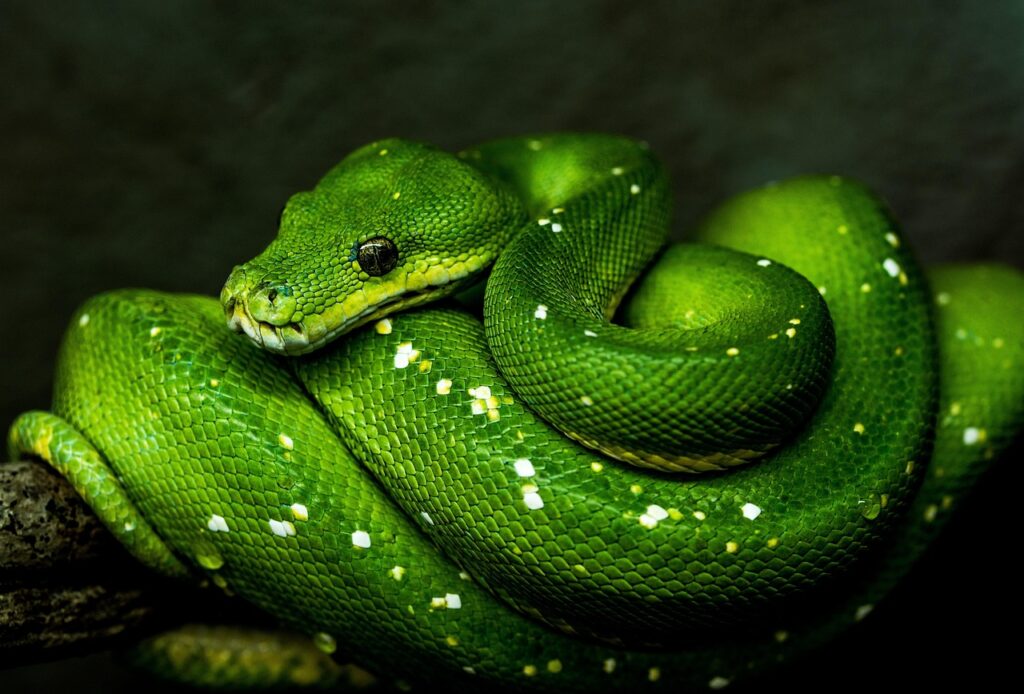 funciones en Python