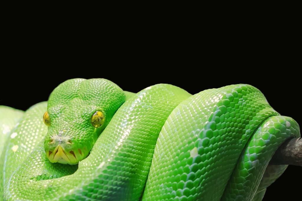 listas en Python